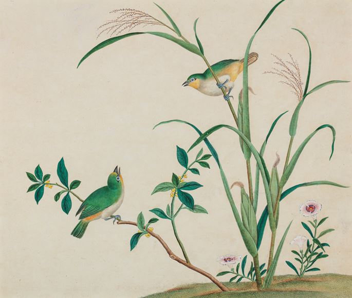 A Group of Twelve Paintings of Southeast Asian Birds | MasterArt